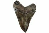 Serrated, Fossil Megalodon Tooth - South Carolina #310021-1